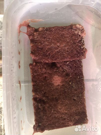 Домашний трубочник (Изя)