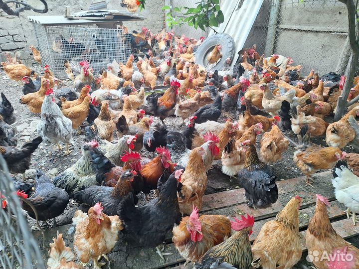 Домашние куры