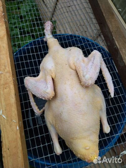 Перосъемная машина для птиц