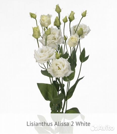 Рассада эустомы серии Alissa