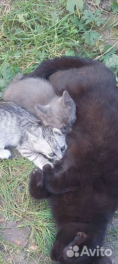 Отдам котят в добрые руки