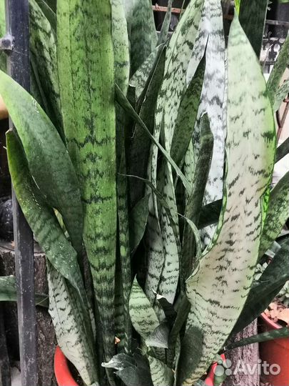 Сансевиерия