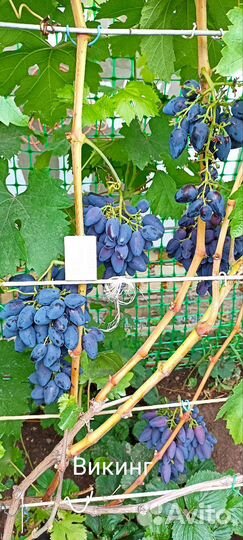 Саженцы винограда