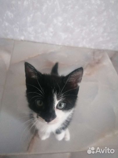 Котята в добрые руки бесплатно