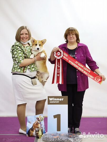 Услуги хендлера в Москве (зао)