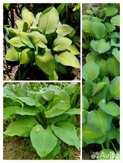 Хоста растение