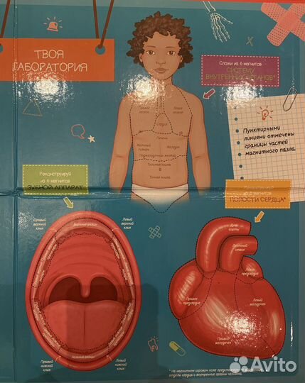Магнитная игра «Тело человека» энциклопедия