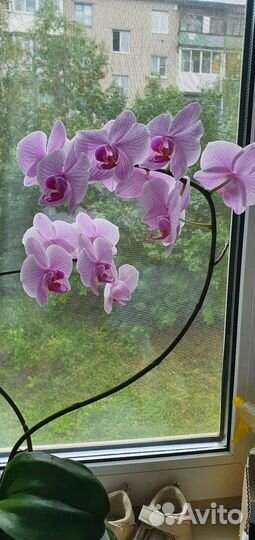 Орхидея