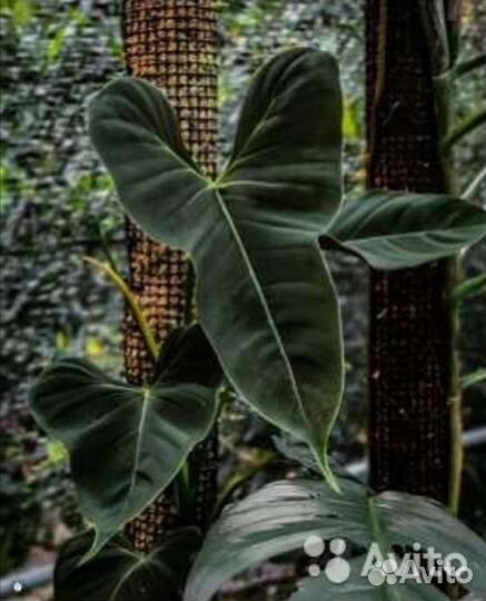 Филодендрон Люпинум Lupinum