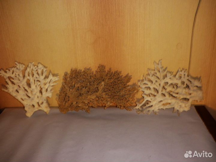 Морские кораллы