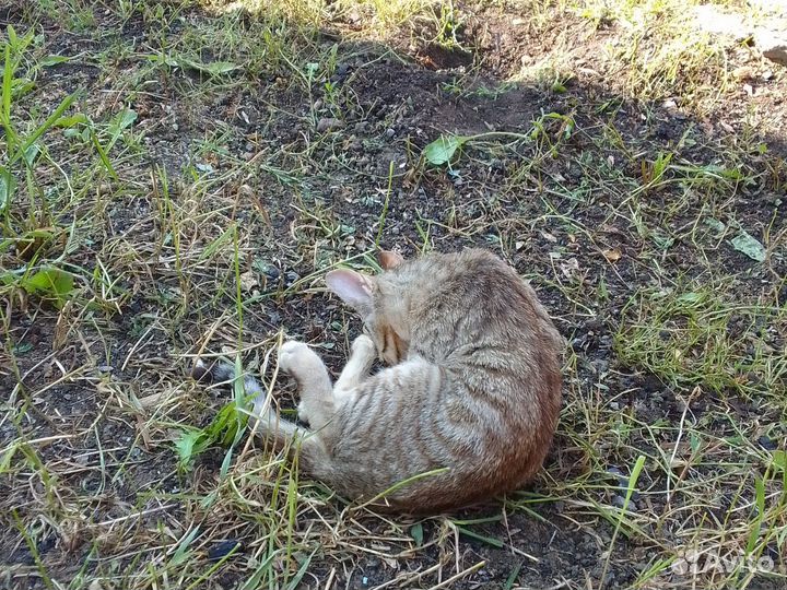 Котята в добрые руки бесплатно