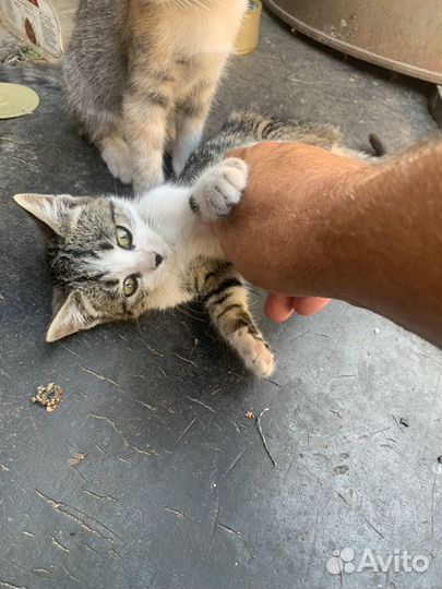 Европейская