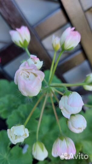 Пеларгония герань