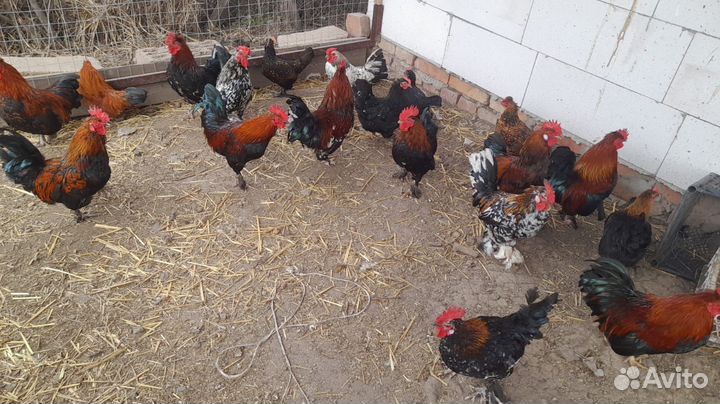 Инкубационное яйцо карликовых курей + цыплята