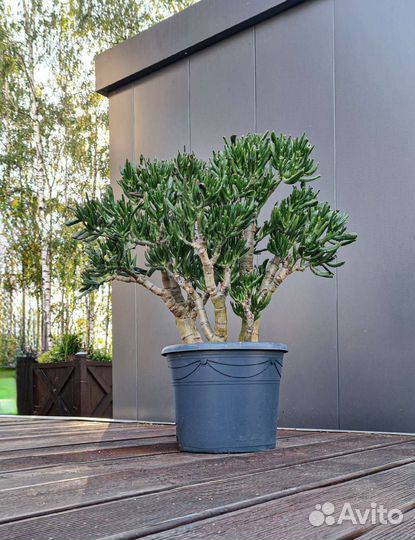 Крассула хоббит