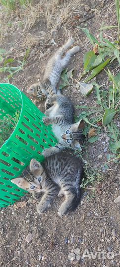 Коты в дар, в добрые руки очень игривые, кушают