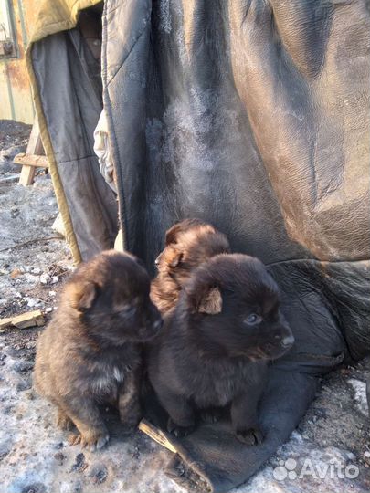 Отдам бесплатно