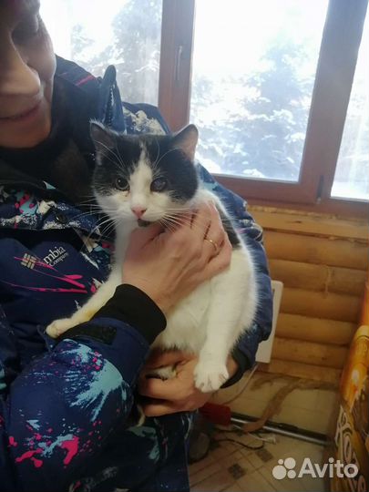 Котик Флинт 2 года кастрирован с доставкой