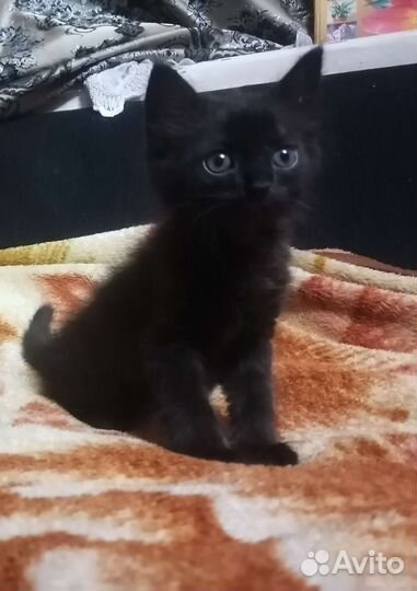 Отдам в хорошие руки