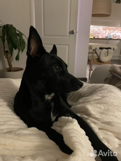 Собака ксолоицкуинтли в добрые руки