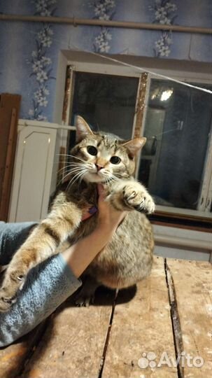 Кошка в добрые руки