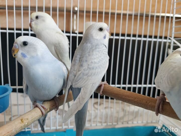 Волнистые попугайчики