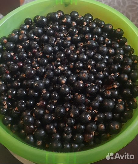 Свежая черная и красная смородина