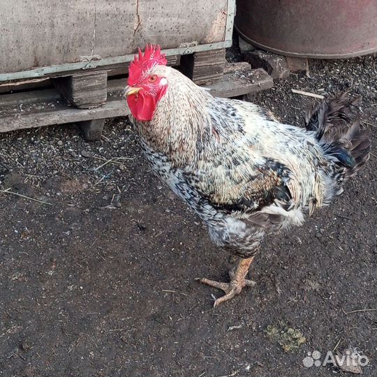 Куры петухи