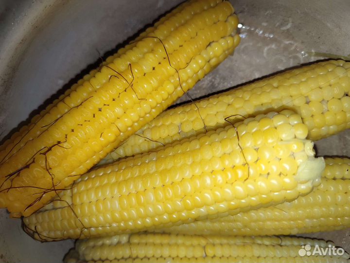 Кукуруза сладкая