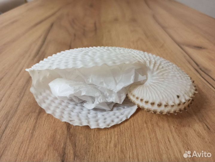 Морская раковина