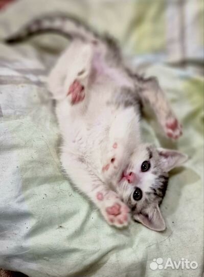 Котёнок девочка