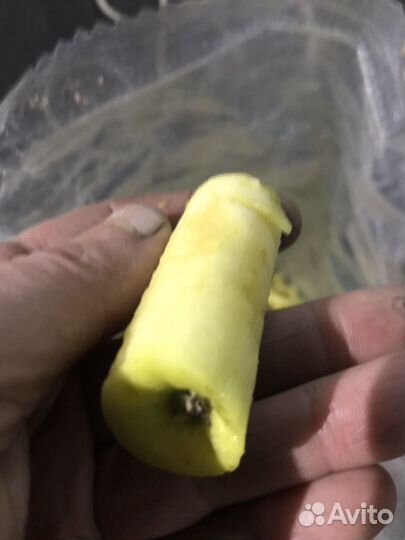 Пищевые отходы для животных