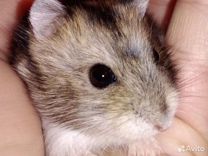 Джунгарские хомячки с клеткой