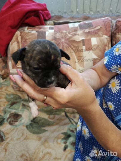 Щенки Чихуахуа