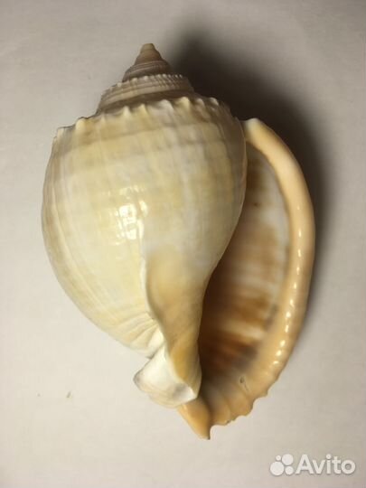 Ракушка Фалиум Глаукум