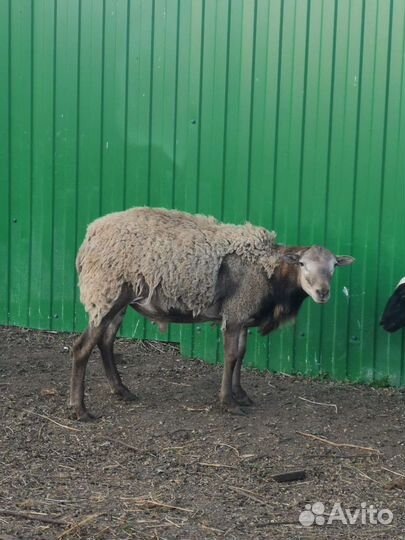 Баран Катумский