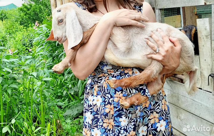 Козочка шами-нубийская