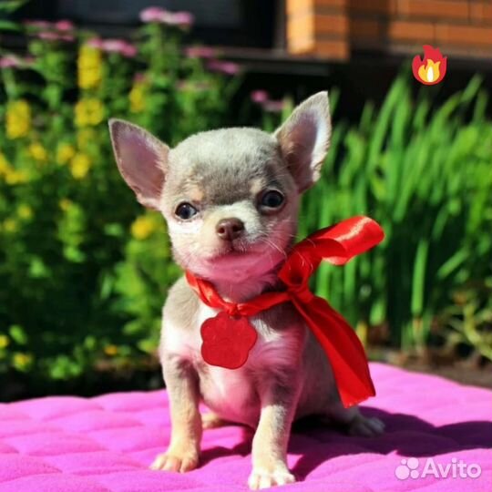 Щеночки чихуахуа лиловые настоящие Мини