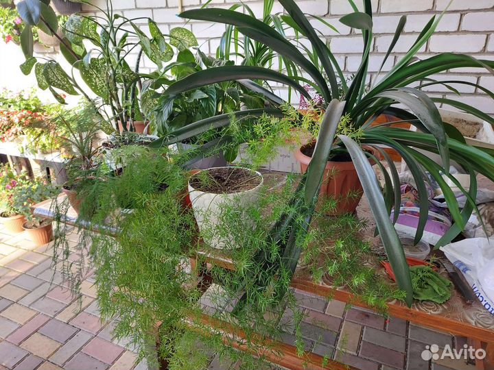 Комнатные цветы