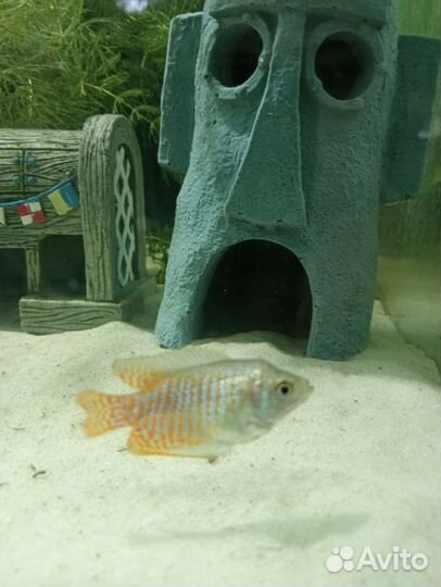 Все для аквариума