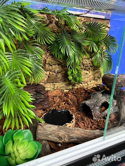 Передержка рептилий