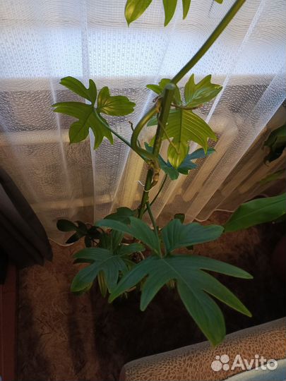 Филодендрон