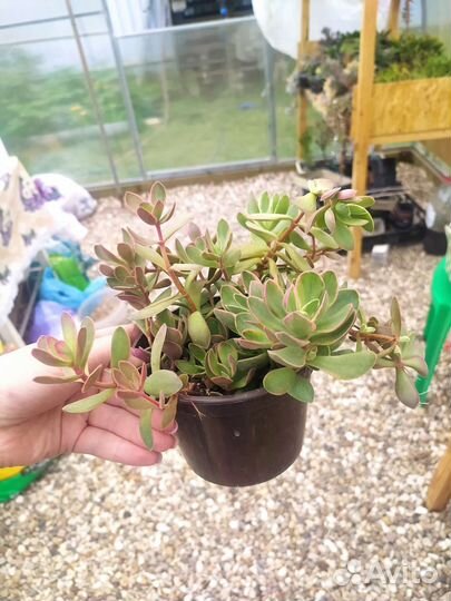 Суккуленты