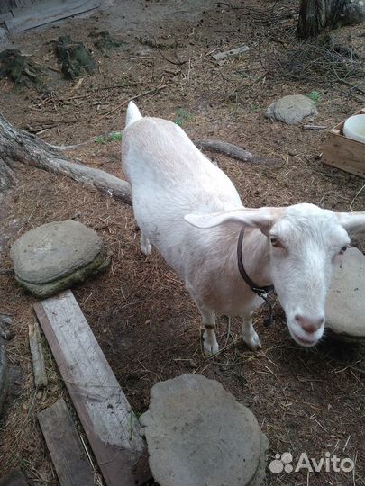 Продам отличных коз