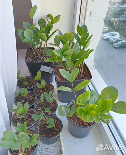 Замиокулькас