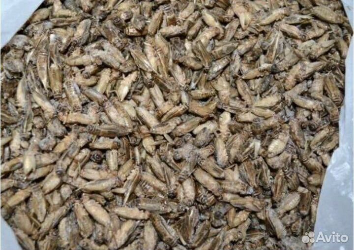 Замороженные сверчки