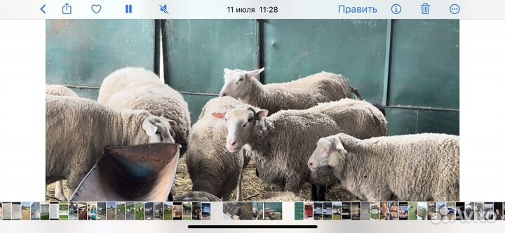 Барашки текселя