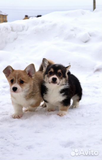 Щенок вeльш корги пемброк