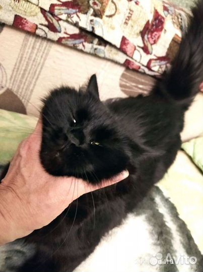Черная кошечка