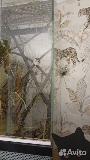 Молодые жуки палочники в добрые руки